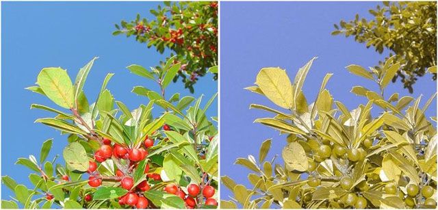 Como ve un daltónico las flores en el campo